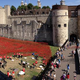 Image for article titled 888,246 Handmade Poppies Surround the Tower of London to Commemorate WWI